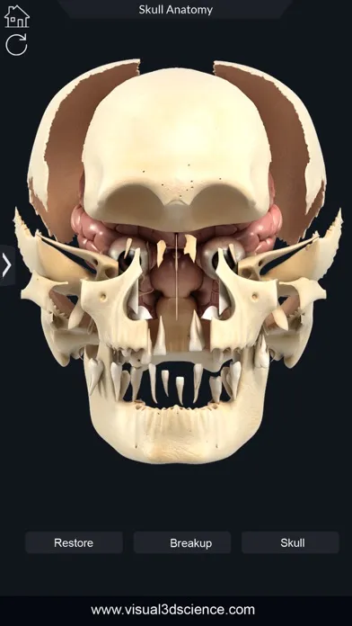 My Skull Anatomy Screenshots